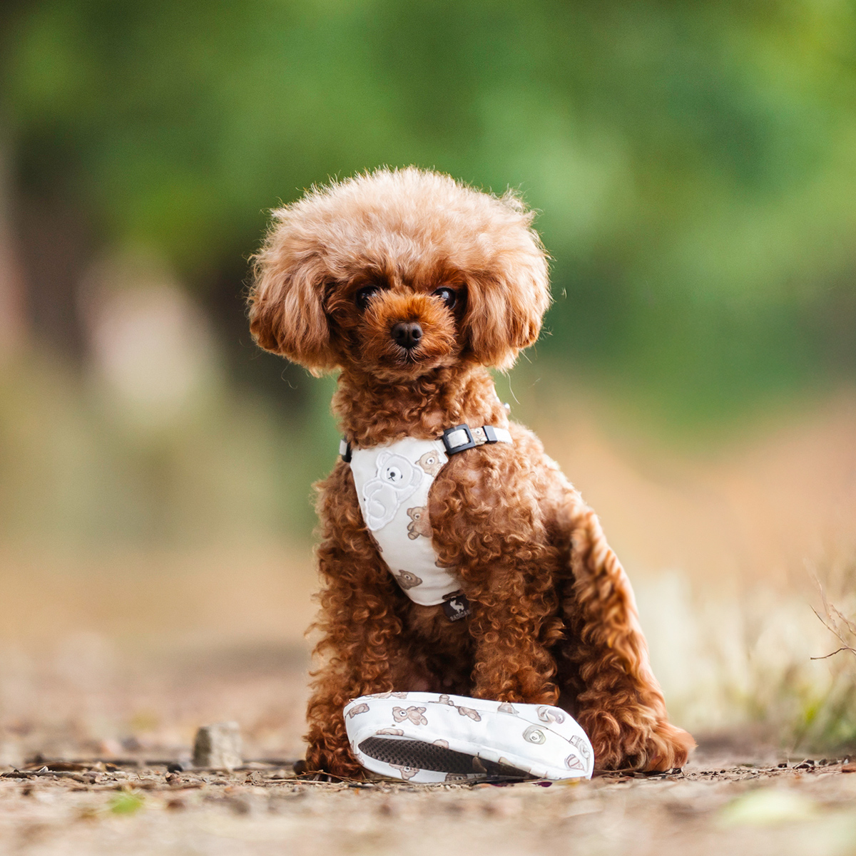【まとめ買い対象】【新色追加】犬 ハーネス ラディカ コーデュラ ソフトハーネス リード付き 胴輪 手洗い 迷子防止 メール便可 | RADICA | 05