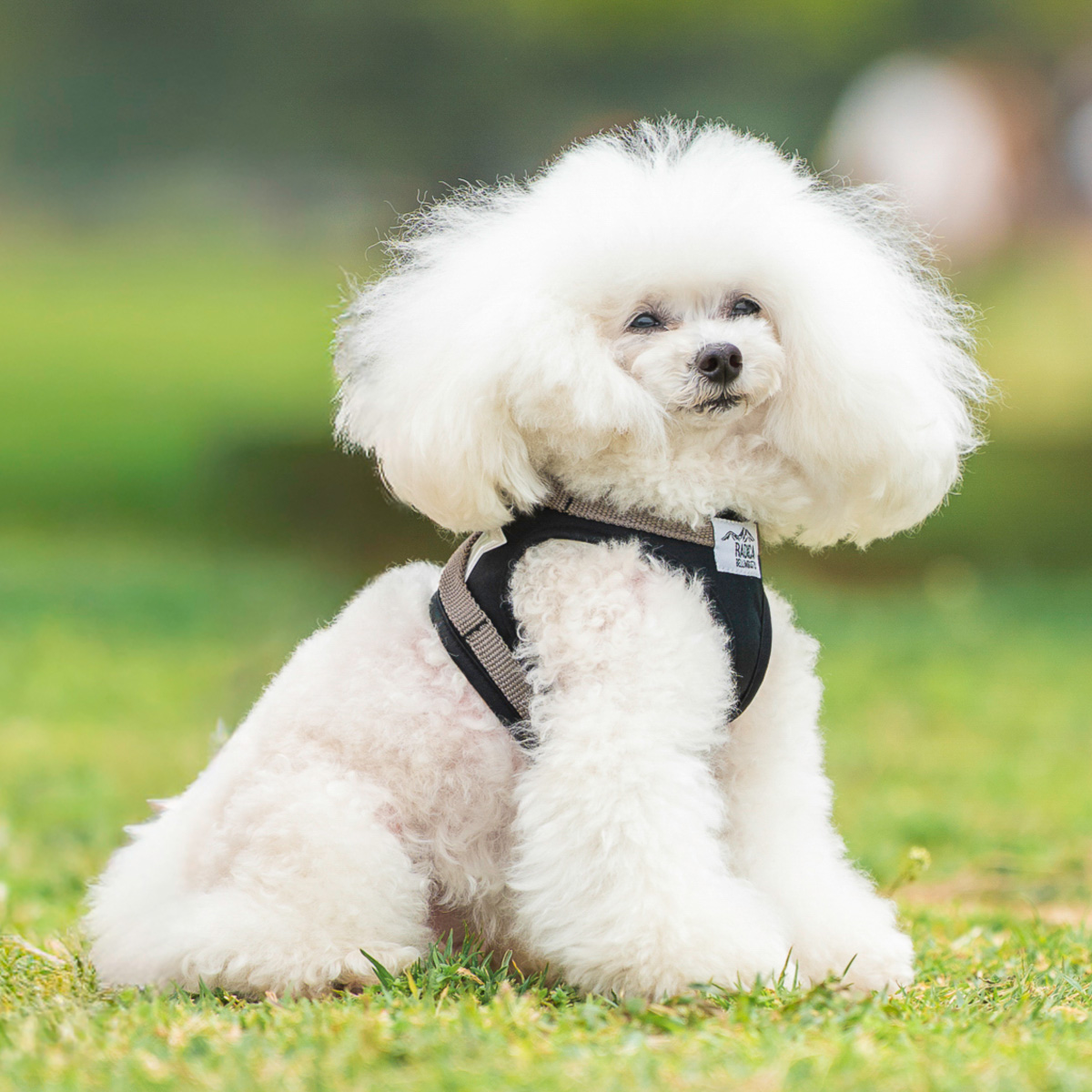 まとめ買い対象】犬 ハーネス ラディカ コーデュラ ジャストハーネス 1