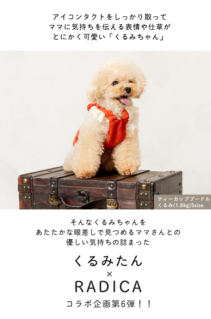 【1090円均一SALE】犬 服 ラディカ ビッグ リボン ジャンスカ ワンピ くるみ ドッグウエア 犬 の服 プレサーモC-31 女の子 メール便可｜radica｜08