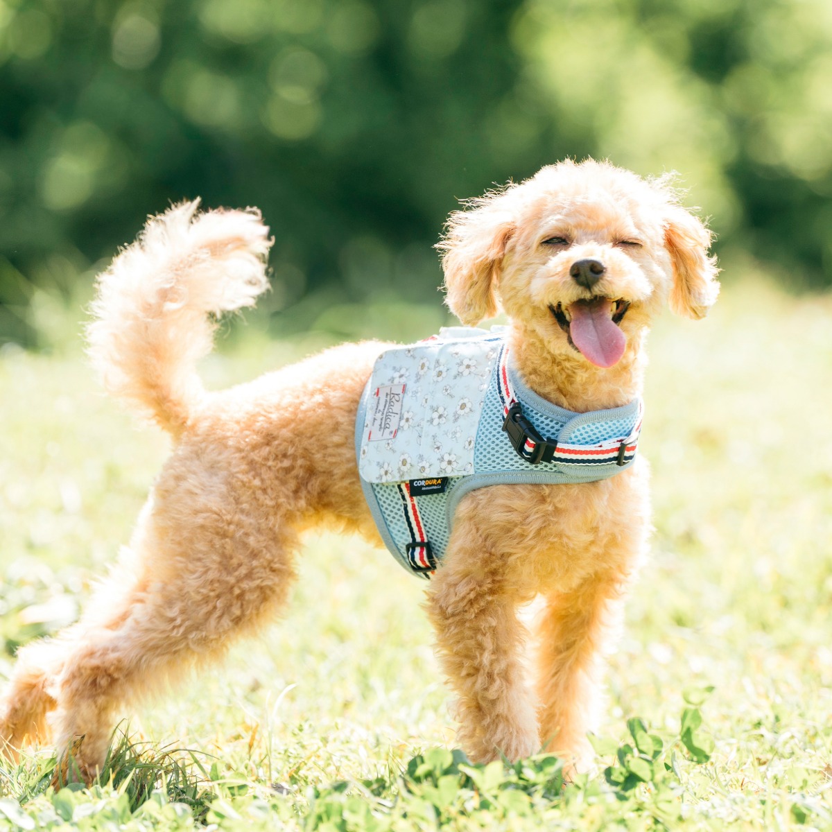 RADICA（ラディカ） 【まとめ買い】犬 ハーネス メッシュ クール