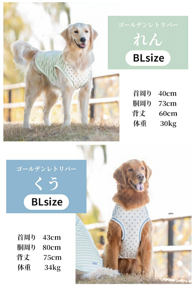 【まとめ買い対象】犬 服 大型犬 接触冷感 虫よけ ラディカ ボーダー × スター クール タンク ドッグウエア 水着素材 プレサーモC-25 防蚊 メール便可｜radica｜16