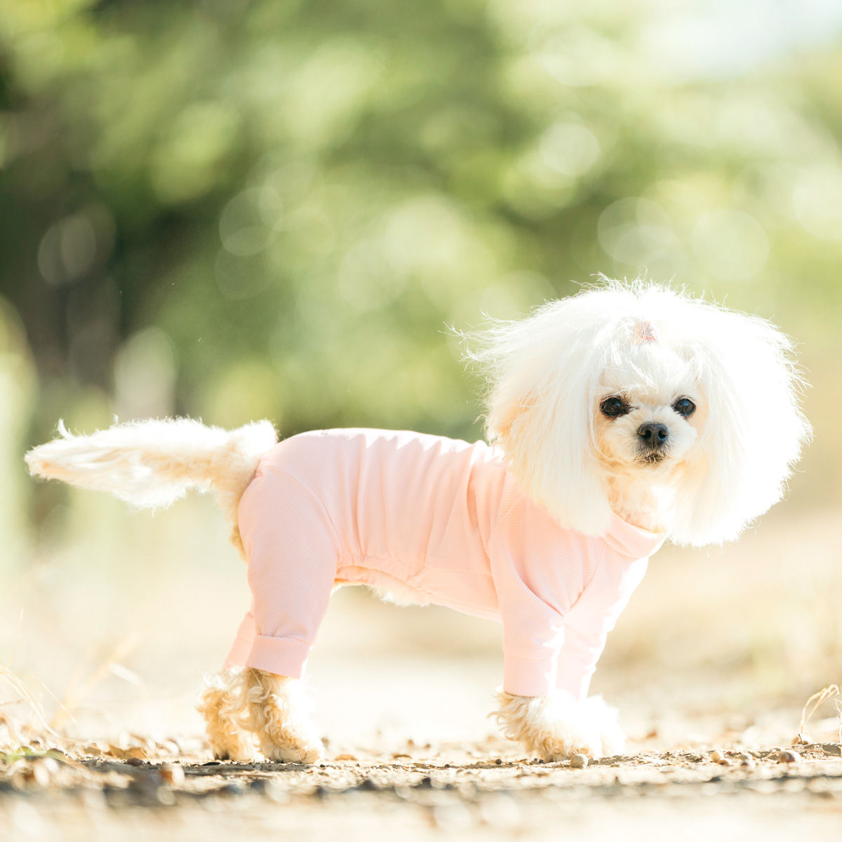 RADICA（ラディカ） 【まとめ買い対象】犬 服 接触冷感 虫よけ クール