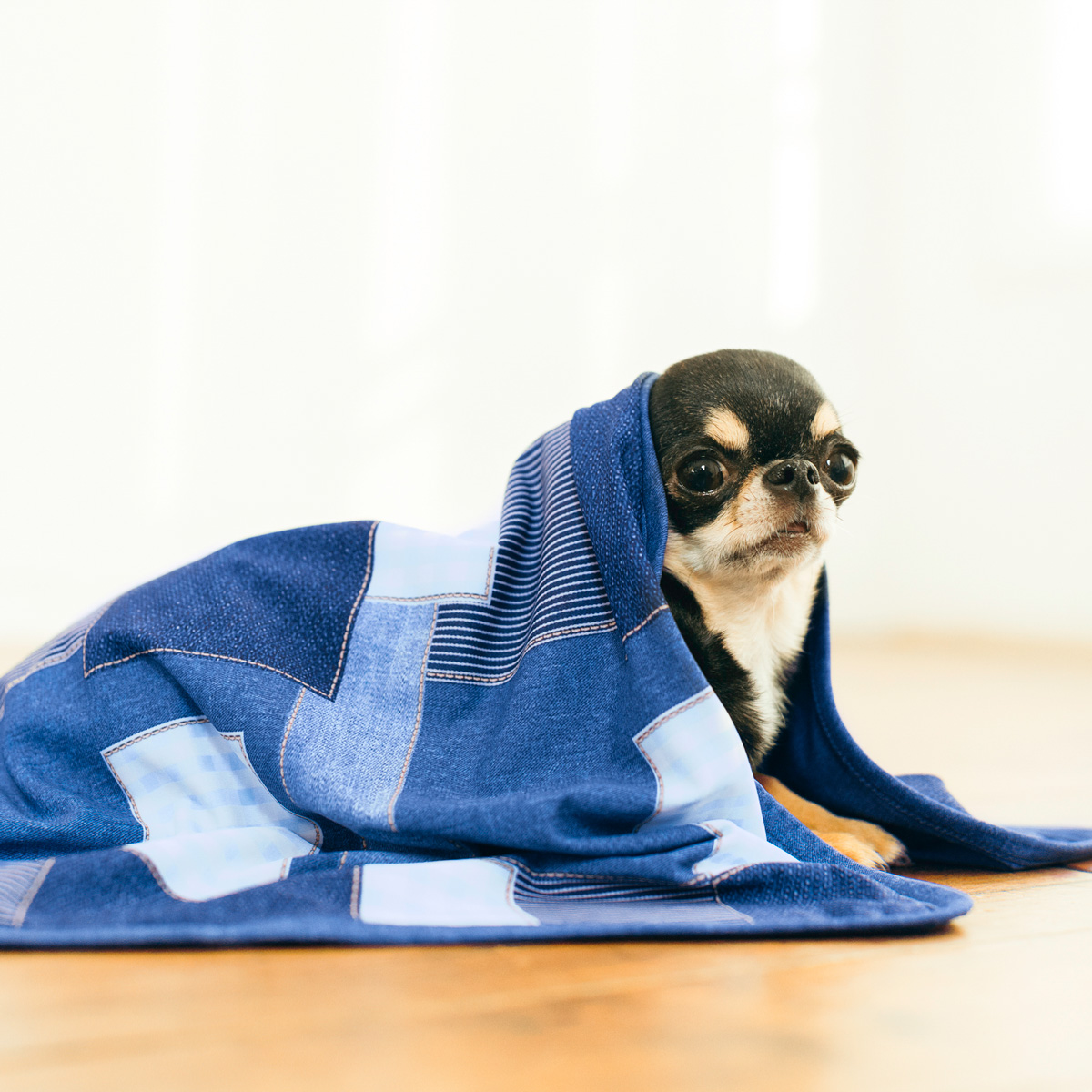犬用！　猫用！ RADICA（ラディカ） 【まとめ買い】犬 猫 接触冷感 水着素材のクール