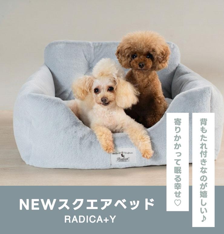 【予約9月25日順次発送】【早割20%OFF】...の詳細画像1