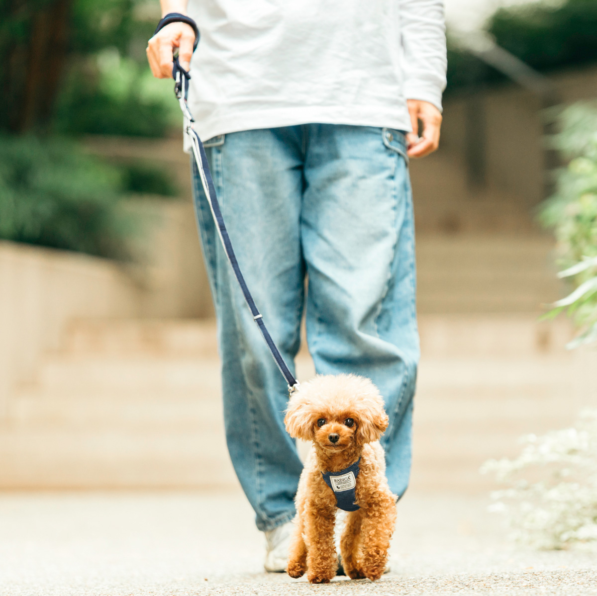 【まとめ買い対象】犬 小型犬 犬用 ラディカ RADICA+Y 単品 リード（耐荷重〜5Kgまで)  ファッションリード 散歩 お出かけ メール便可 | RADICA | 02