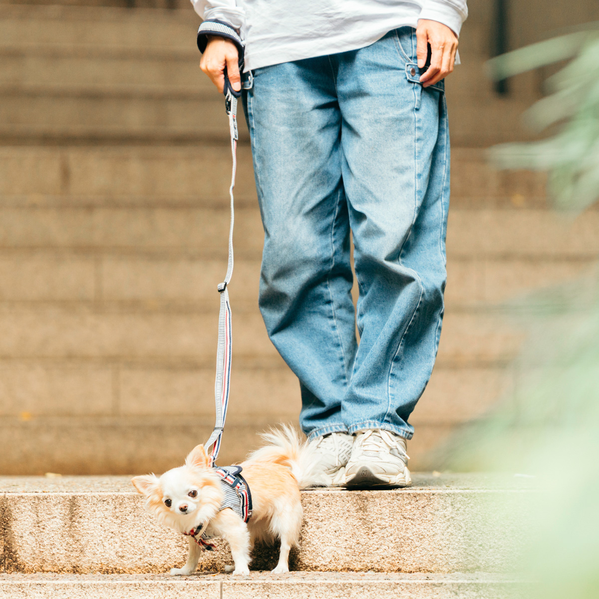 【まとめ買い対象】犬 小型犬 犬用 ラディカ RADICA+Y 単品 リード（耐荷重〜5Kgまで)  ファッションリード 散歩 お出かけ メール便可 | RADICA | 03