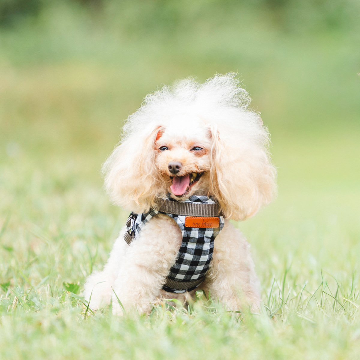 まとめ買い対象】犬 小型犬 胴輪 ラディカ RADICA 単品 ハーネス S M L
