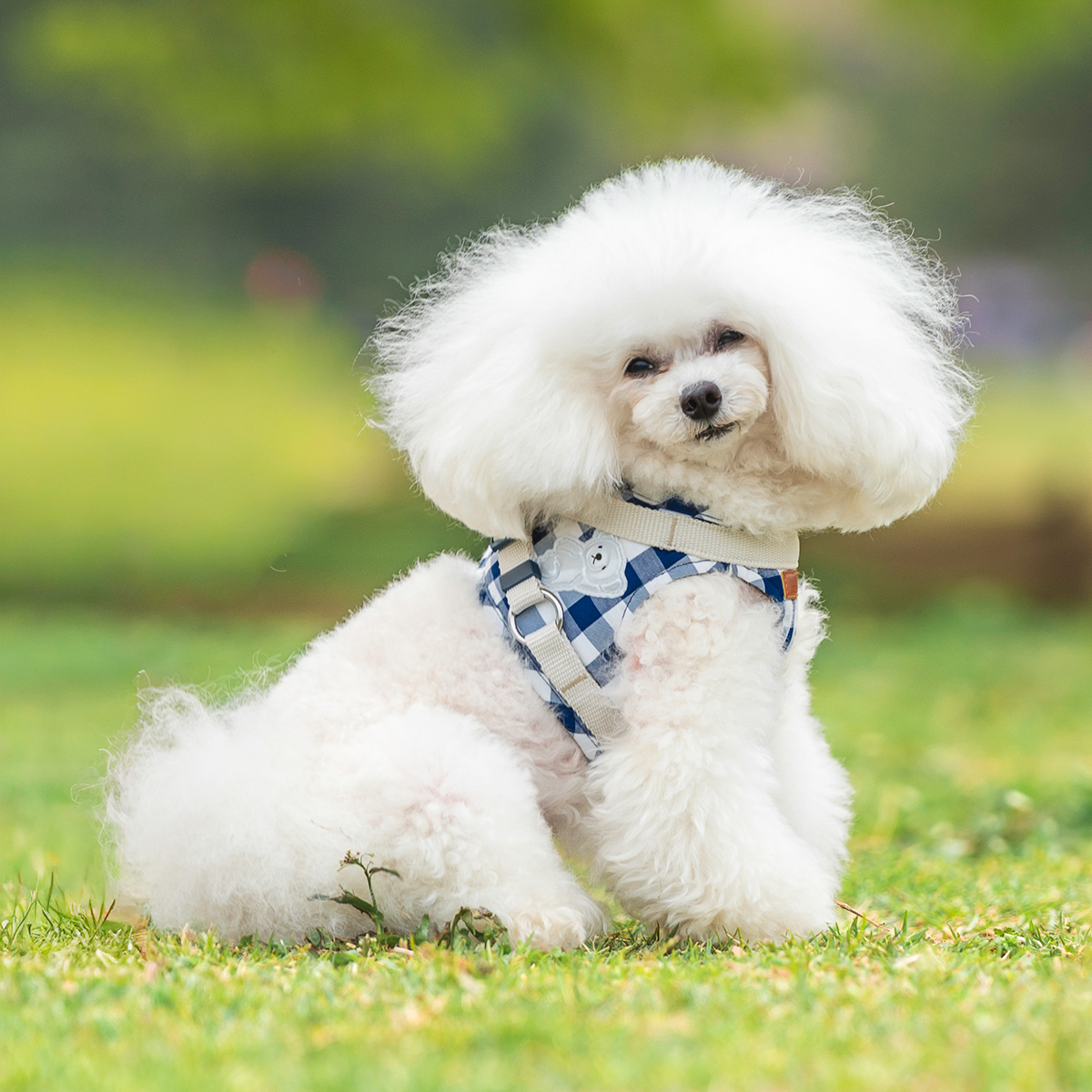 【まとめ買い対象】犬 小型犬 胴輪 ラディカ RADICA 単品 ハーネス S M L LL MFサイズ 簡単着装 通気性 耐久性 安全 洗える 迷子防止 メール便可 |  | 04