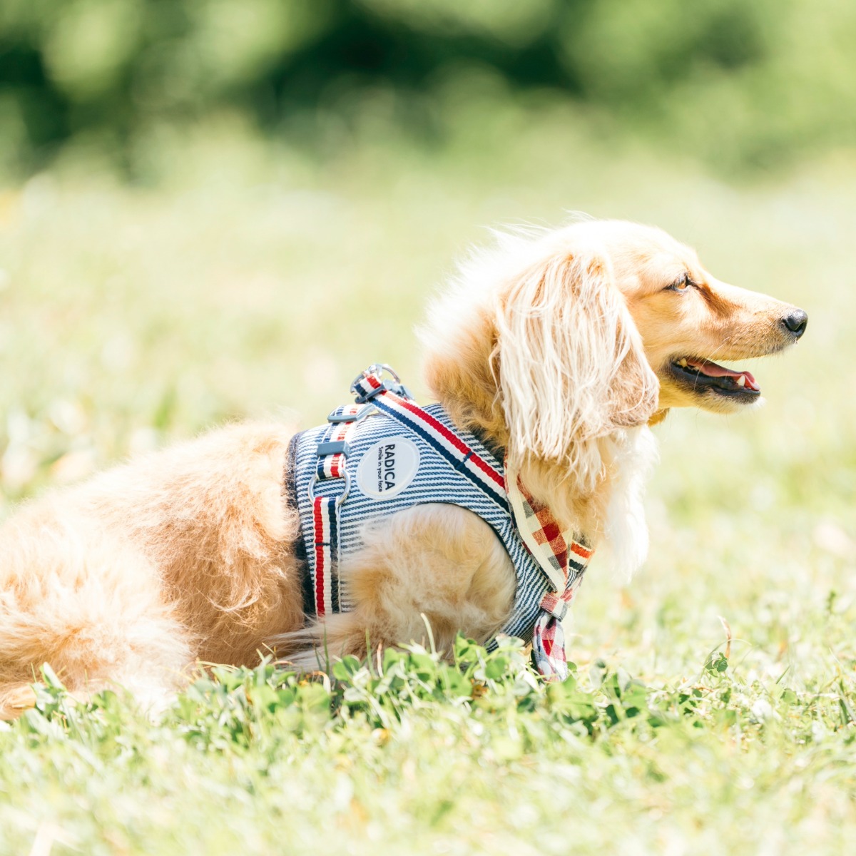 まとめ買い対象】犬 小型犬 胴輪 ラディカ RADICA 単品 ハーネス S M L
