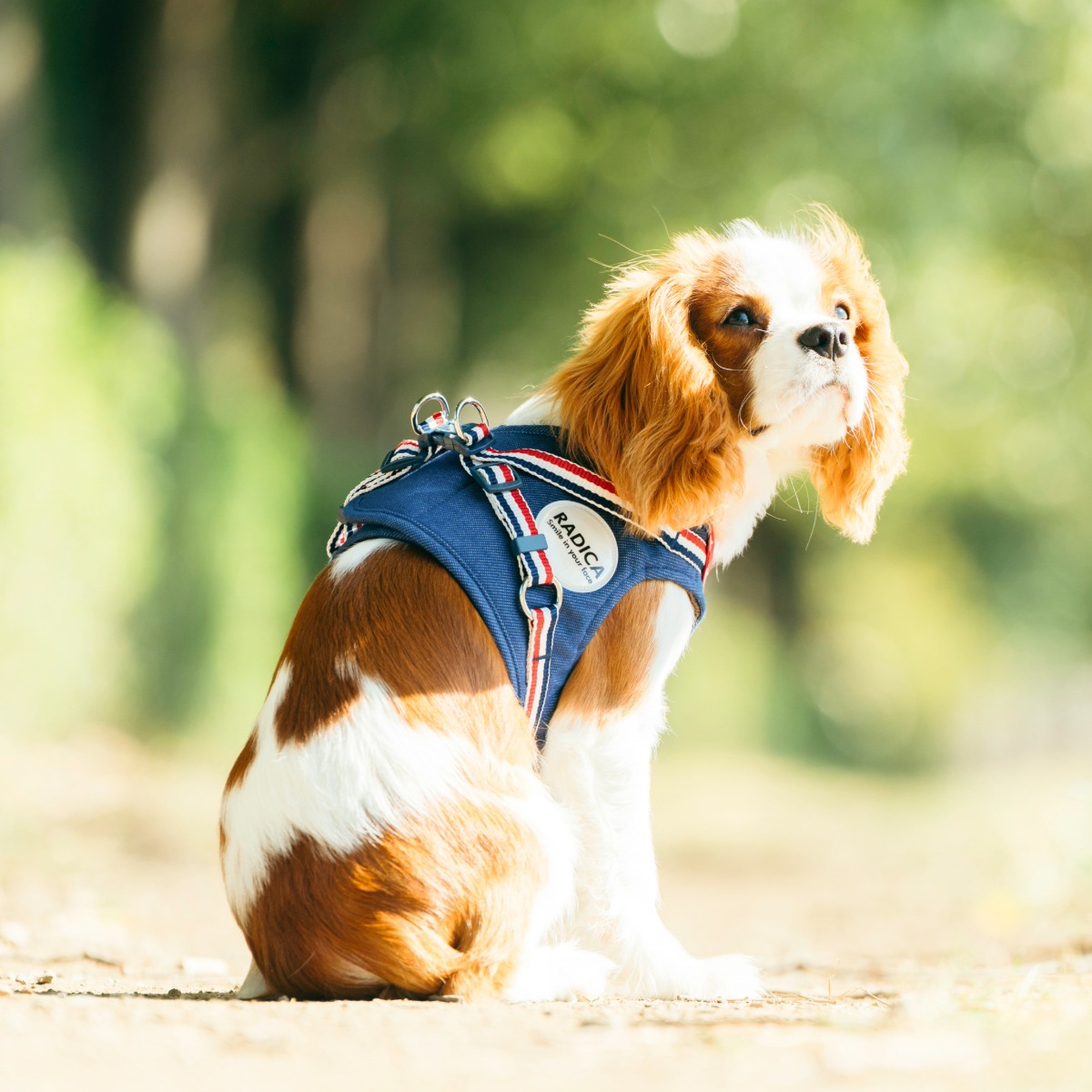 【まとめ買い対象】犬 小型犬 胴輪 ラディカ RADICA 単品 ハーネス S M L LL MFサイズ 簡単着装 通気性 耐久性 安全 洗える 迷子防止 メール便可 |  | 06
