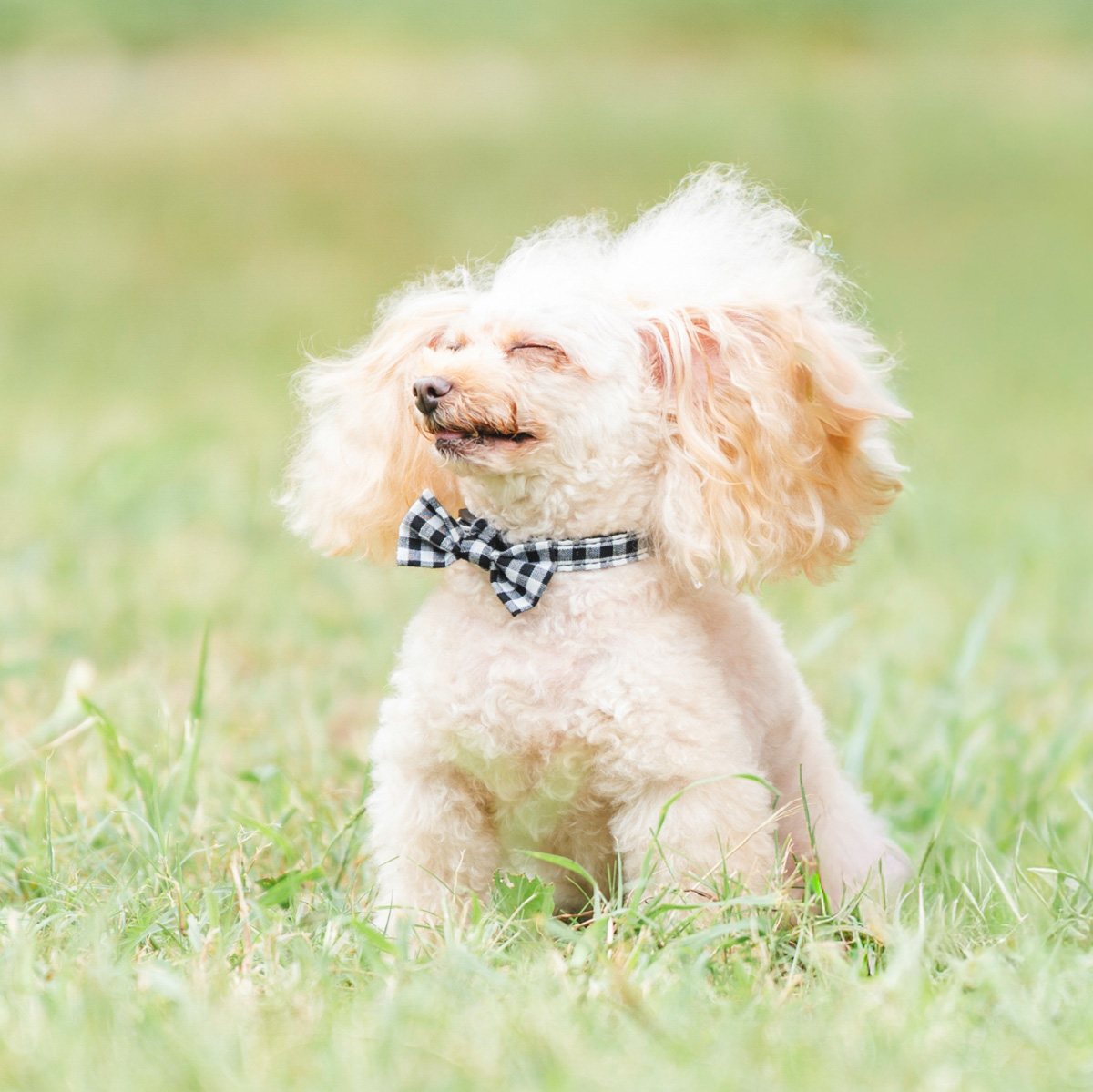 RADICA（ラディカ） 【まとめ買い対象】犬 首輪 リボン カラー 単品 SS