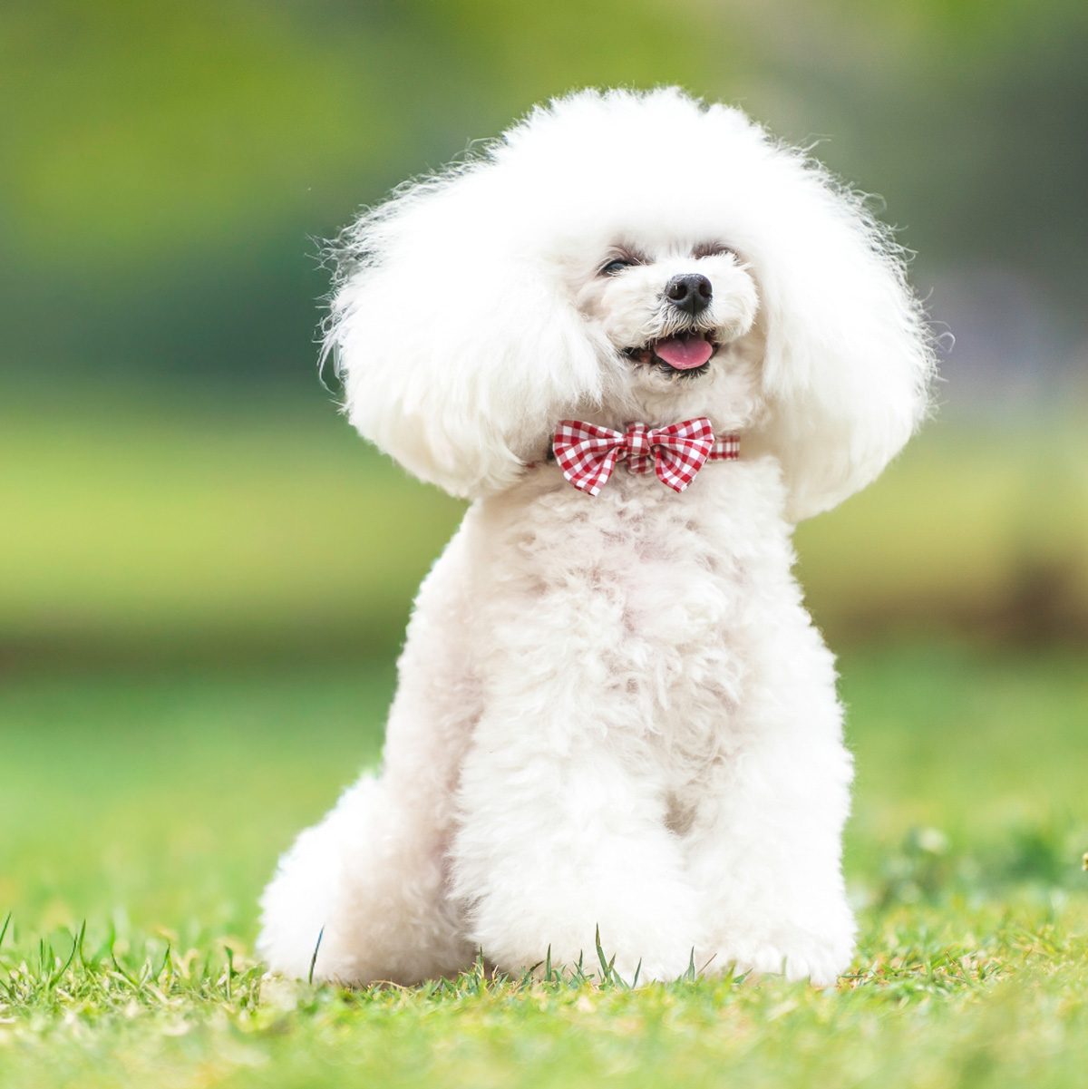 【まとめ買い対象】犬 首輪 ラディカ RADICA リボン カラー 単品 SS S M L 小型犬 猫 ペットカラー 迷子防止 メール便可 | RADICA | 02