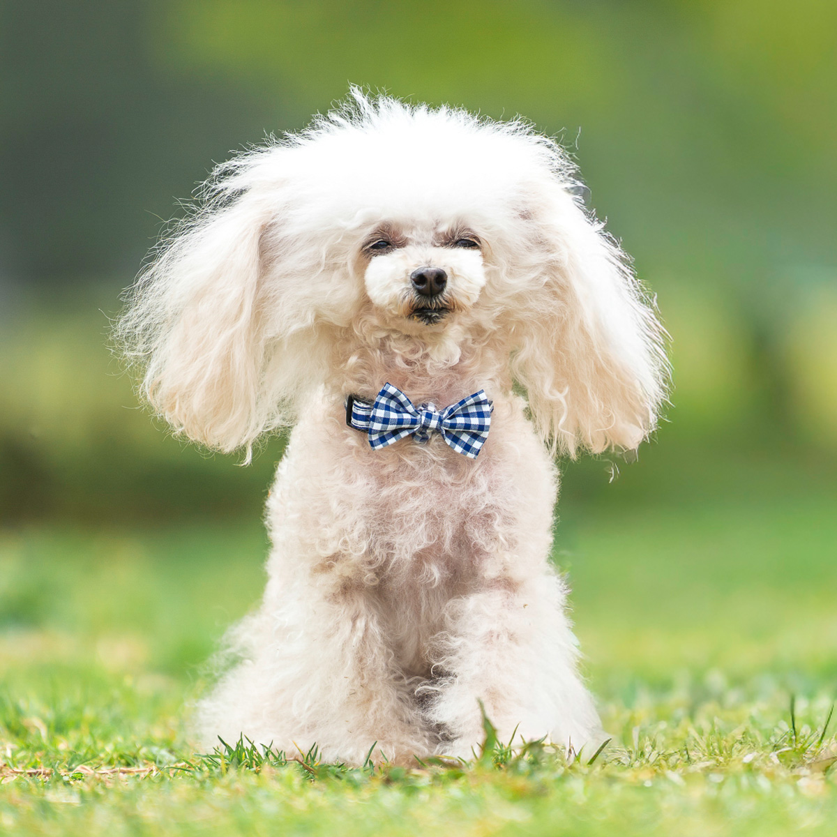 首輪 犬 ルイヴィトンのおすすめ人気商品一覧 通販 - Yahoo!ショッピング