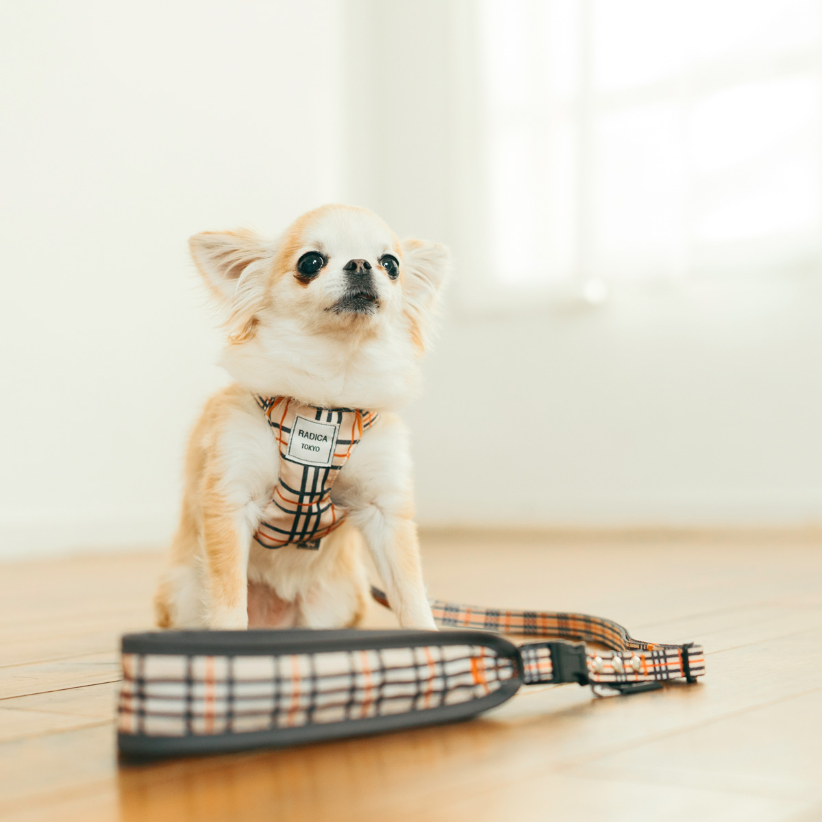 RADICA（ラディカ） 【サマーSALE】【まとめ買い】【レビュー対象】犬