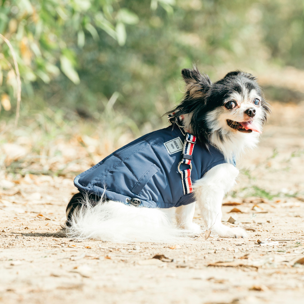 【RM】犬服 3着セット RADICA（ラディカ） 【まとめ買い/レビュー対象】【ご愛顧SALE】犬 服