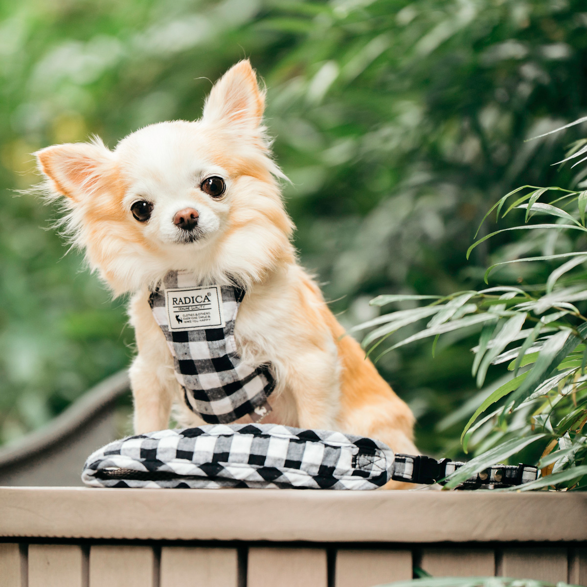 【まとめ買い対象】犬 ハーネス ラディカ RADICA クラシックハーネス＆リード セット 迷子防止 脱走防止 メール便可 |  | 02