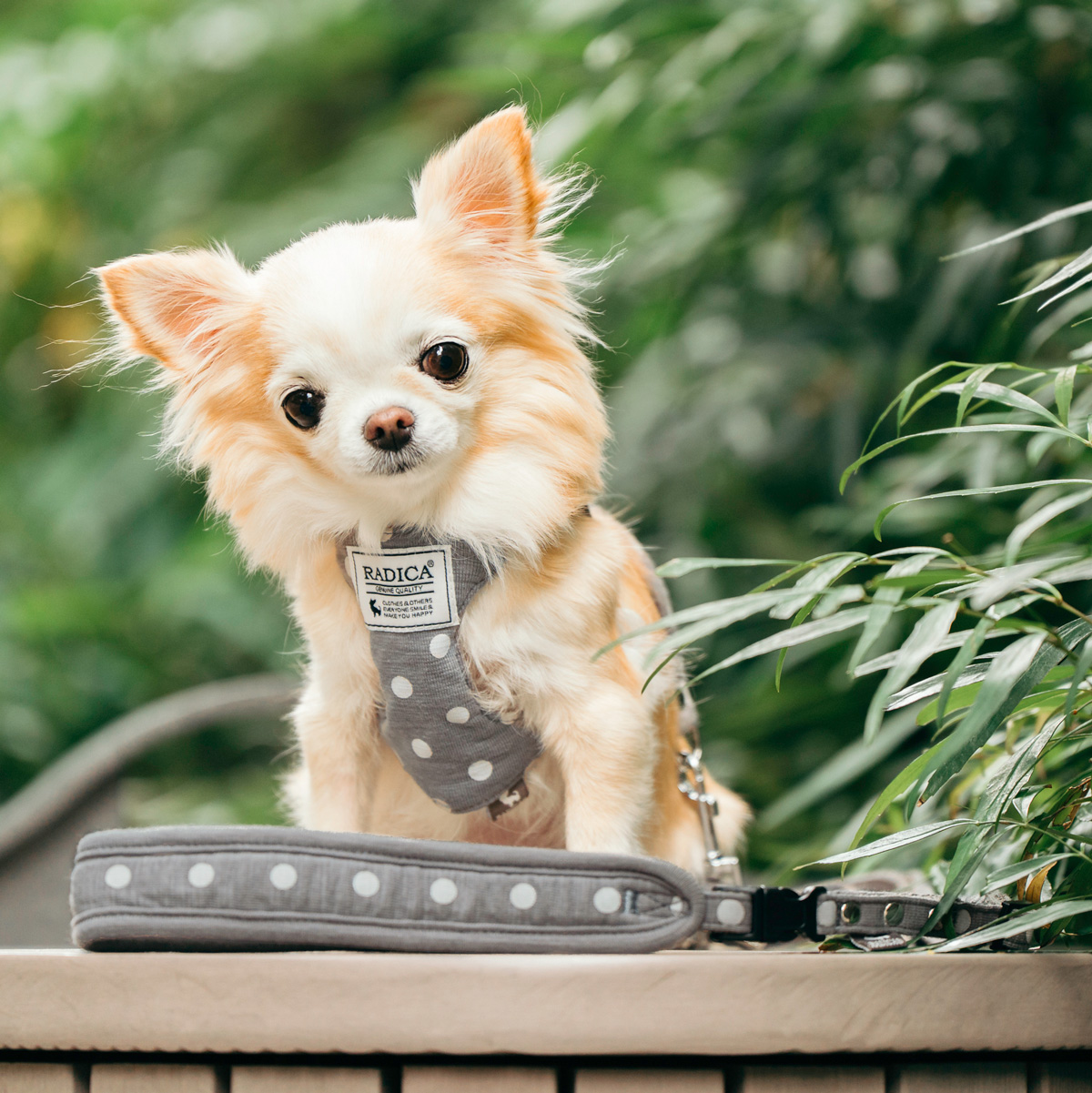 【まとめ買い対象】犬 ハーネス ラディカ RADICA クラシックハーネス＆リード セット 迷子防止 脱走防止 メール便可 |  | 03