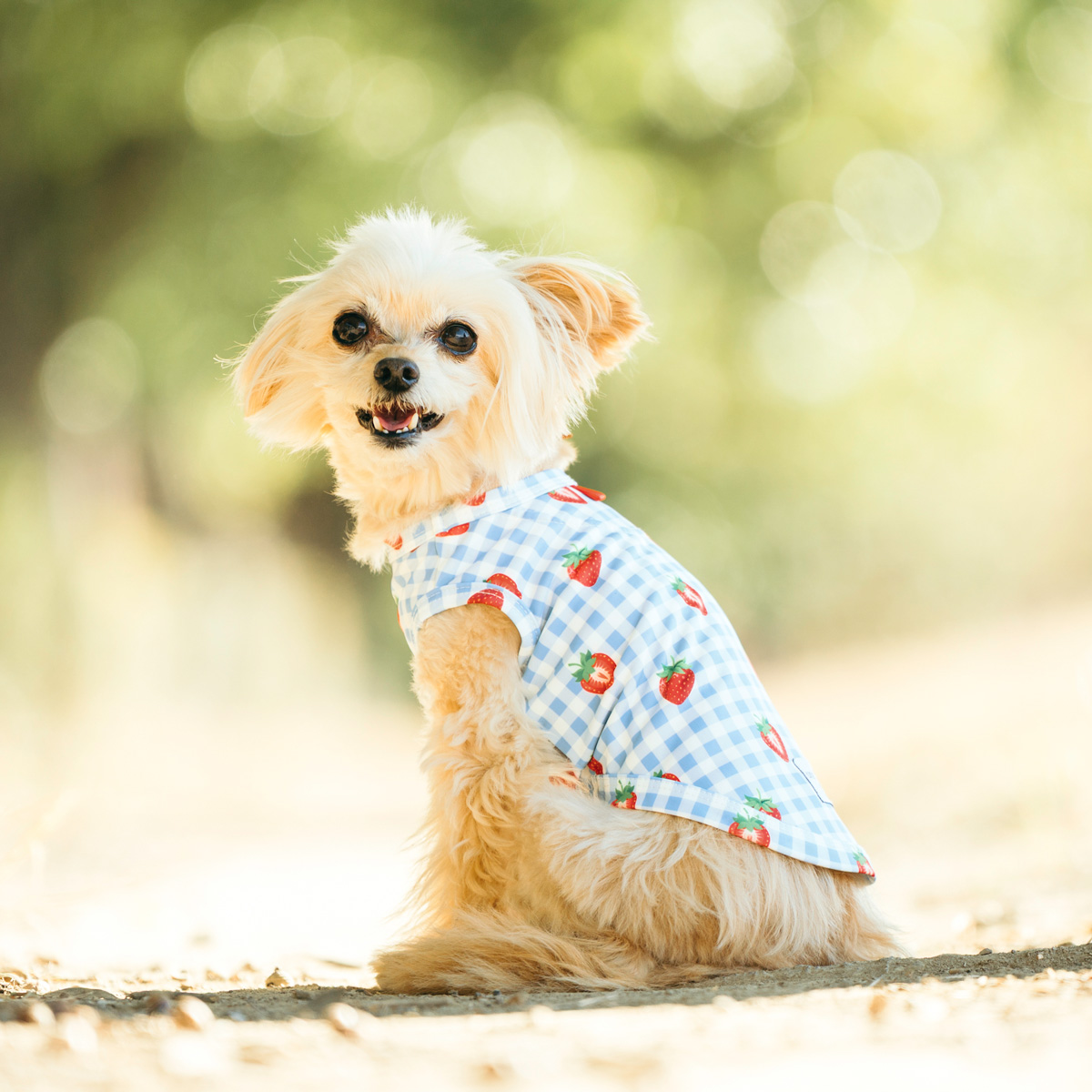 犬の服（柄：チェック）｜犬服、アクセサリー｜犬用品｜ペット用品