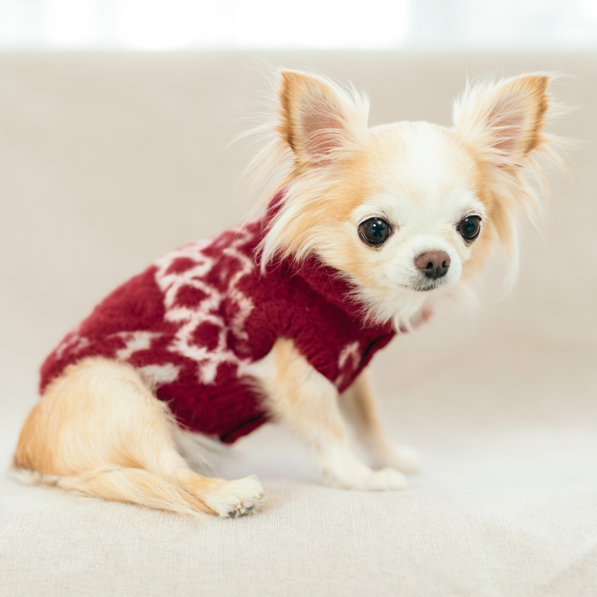 RADICA（ラディカ） 爆買 【1200円OFF】【まとめ買いクーポン対象】犬