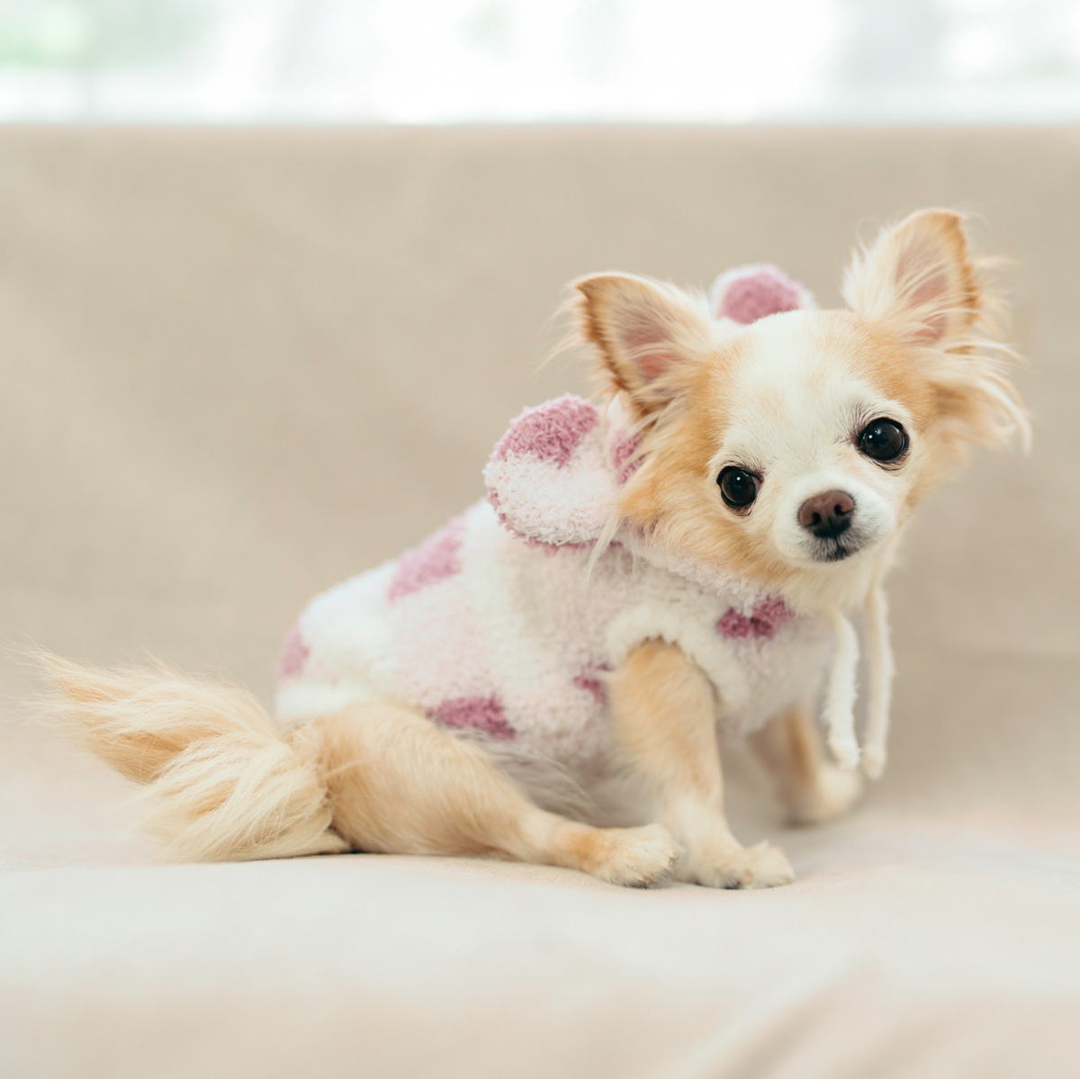 RADICA（ラディカ） 【ウィンターセール50％OFF】犬 服 「マシュマロ