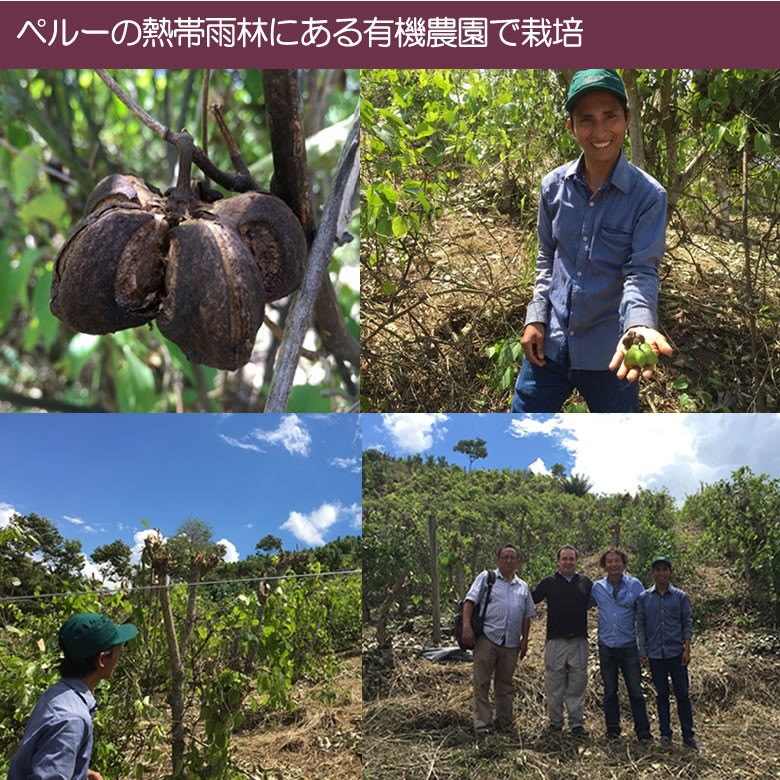 必須アミノ酸を全て含む完全植物性タンパク質/小麦粉の代わりに/植物性プロテインとしても 有機サチャインチパウダー サチャインチ粉 ペルー産 有機JASオーガニック グルテンフリー