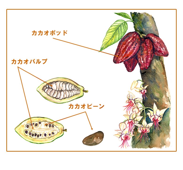 有機JASオーガニック カカオニブ