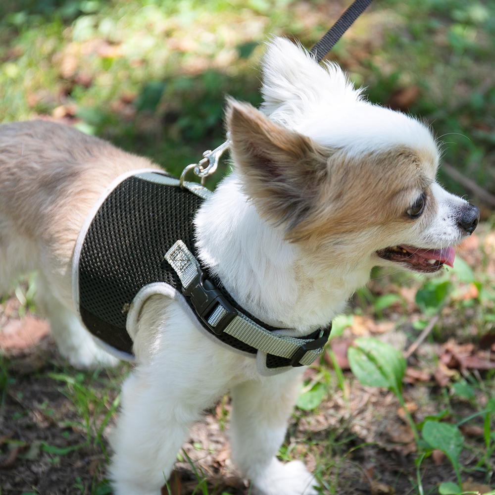 犬 ハーネス ラロック シンプルベストハーネス メッシュ 超小型犬用・小型犬用胴輪 メール便のみ送料無料 ギフト包装可 リードは別売  :72144054:ラロックショップ Yahoo!店 - 通販 - Yahoo!ショッピング