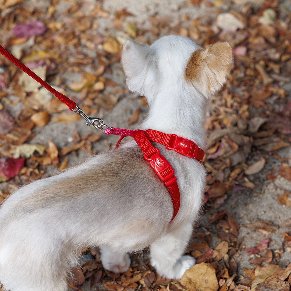 犬 ハーネス ラロック おしゃれ かわいい 着脱簡単 ツービーハーネス ベーシック 超小型犬用・小型犬用胴輪 メール便のみ送料無料 リードは別売｜ralloc｜14