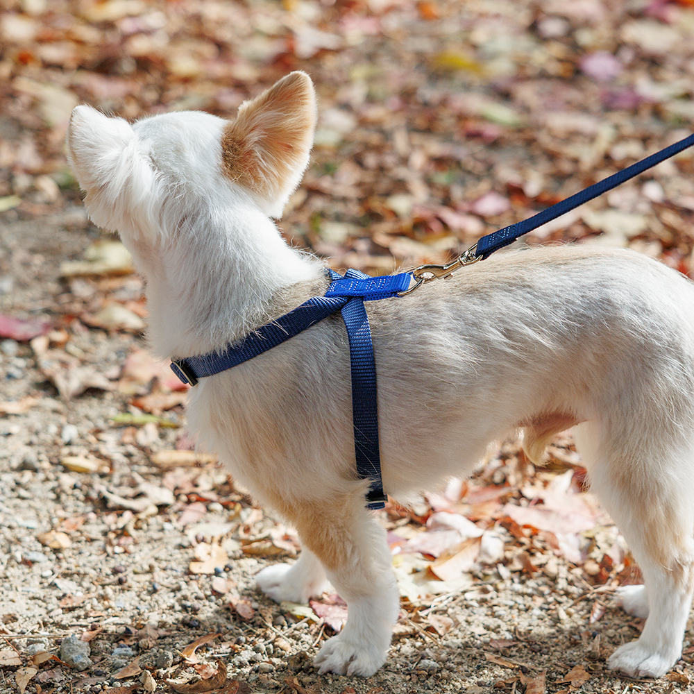 犬 ハーネス ラロック おしゃれ かわいい 着脱簡単 ツービーハーネス ベーシック 超小型犬用・小型犬用胴輪 メール便のみ送料無料 リードは別売｜ralloc｜15