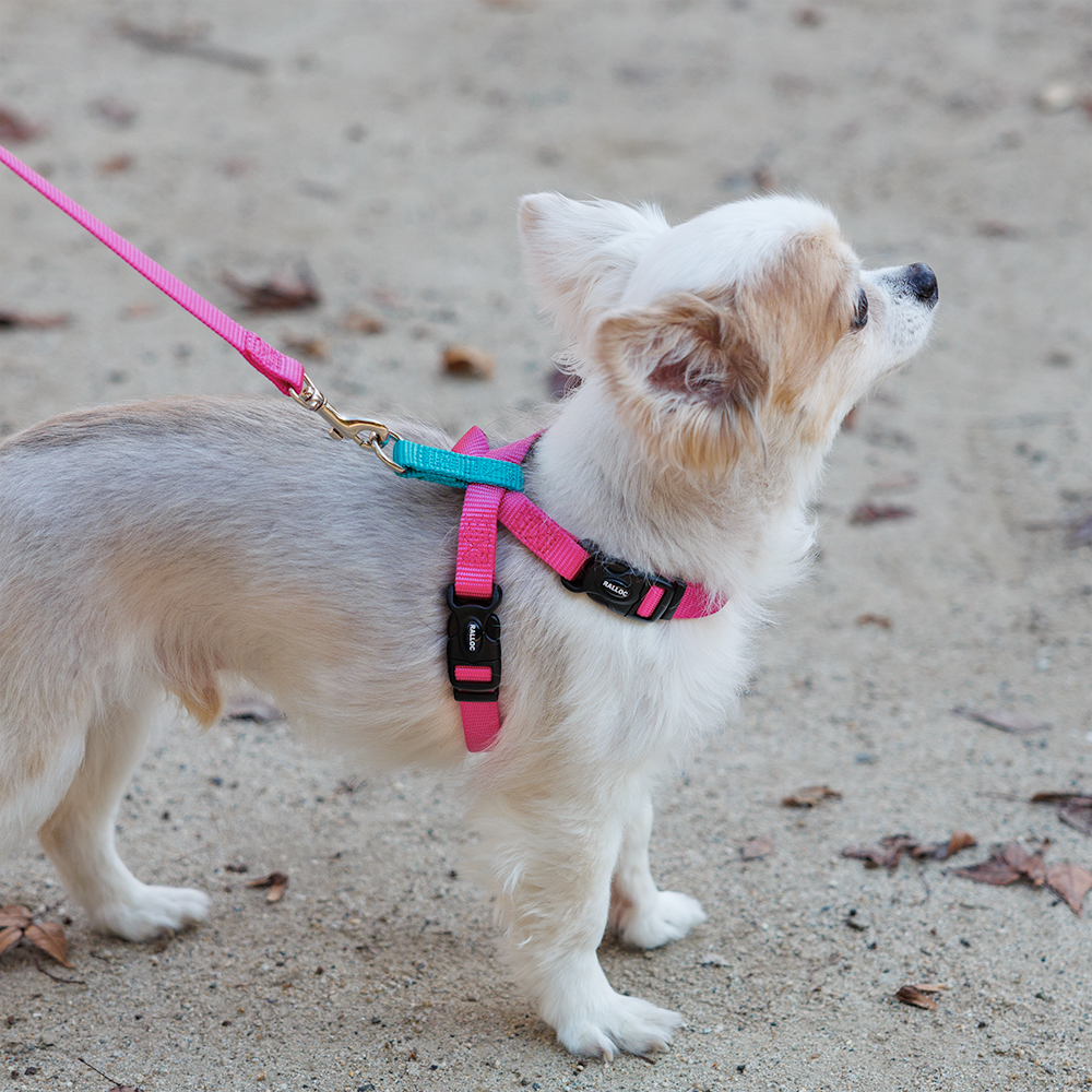 犬 ハーネス ラロック おしゃれ かわいい 着脱簡単 ツービーハーネス ベーシック 超小型犬用・小型犬用胴輪 メール便のみ送料無料 リードは別売 |  | 15