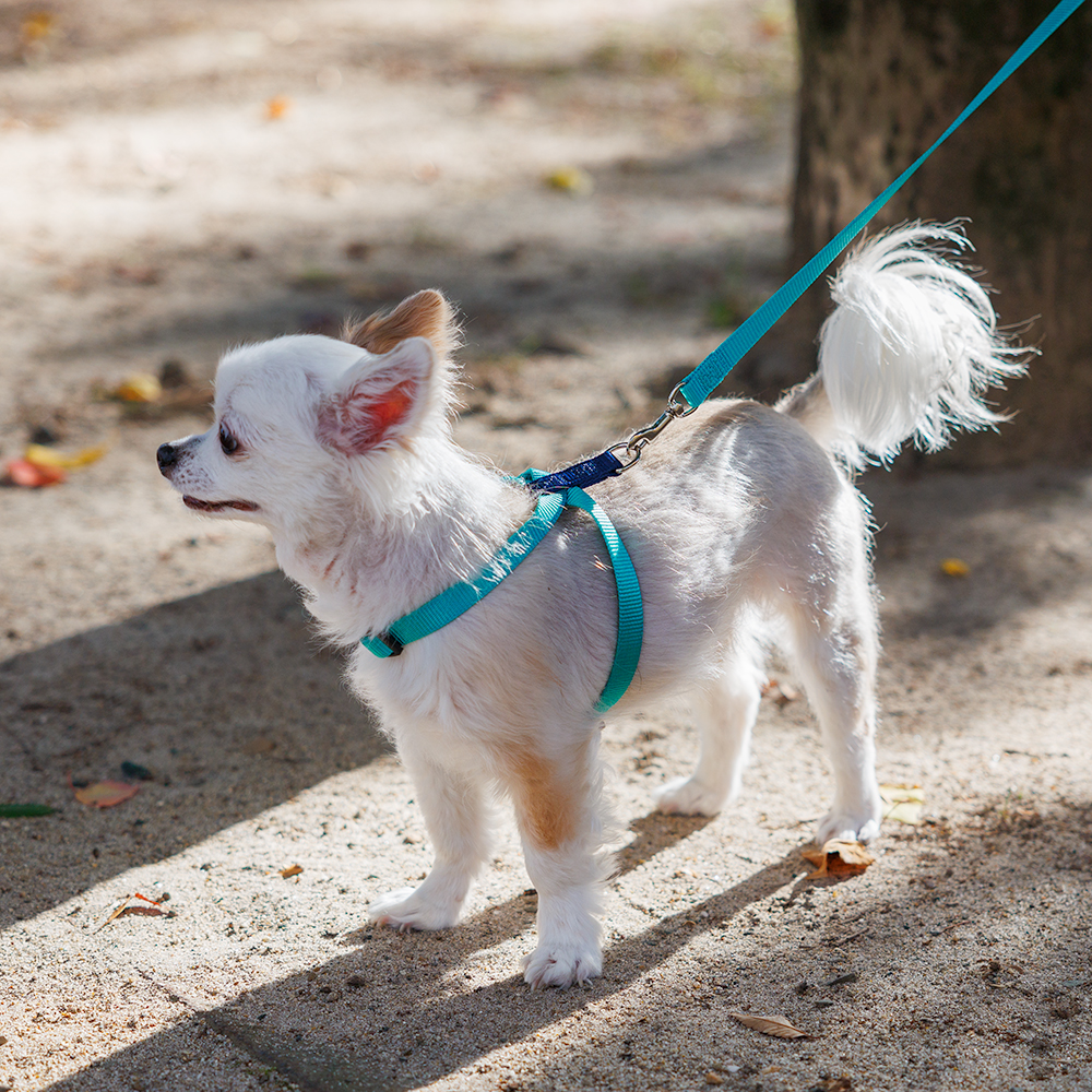 犬 ハーネス ラロック おしゃれ かわいい 着脱簡単 ツービーハーネス ベーシック 超小型犬用・小型犬用胴輪 メール便のみ送料無料 リードは別売 |  | 16