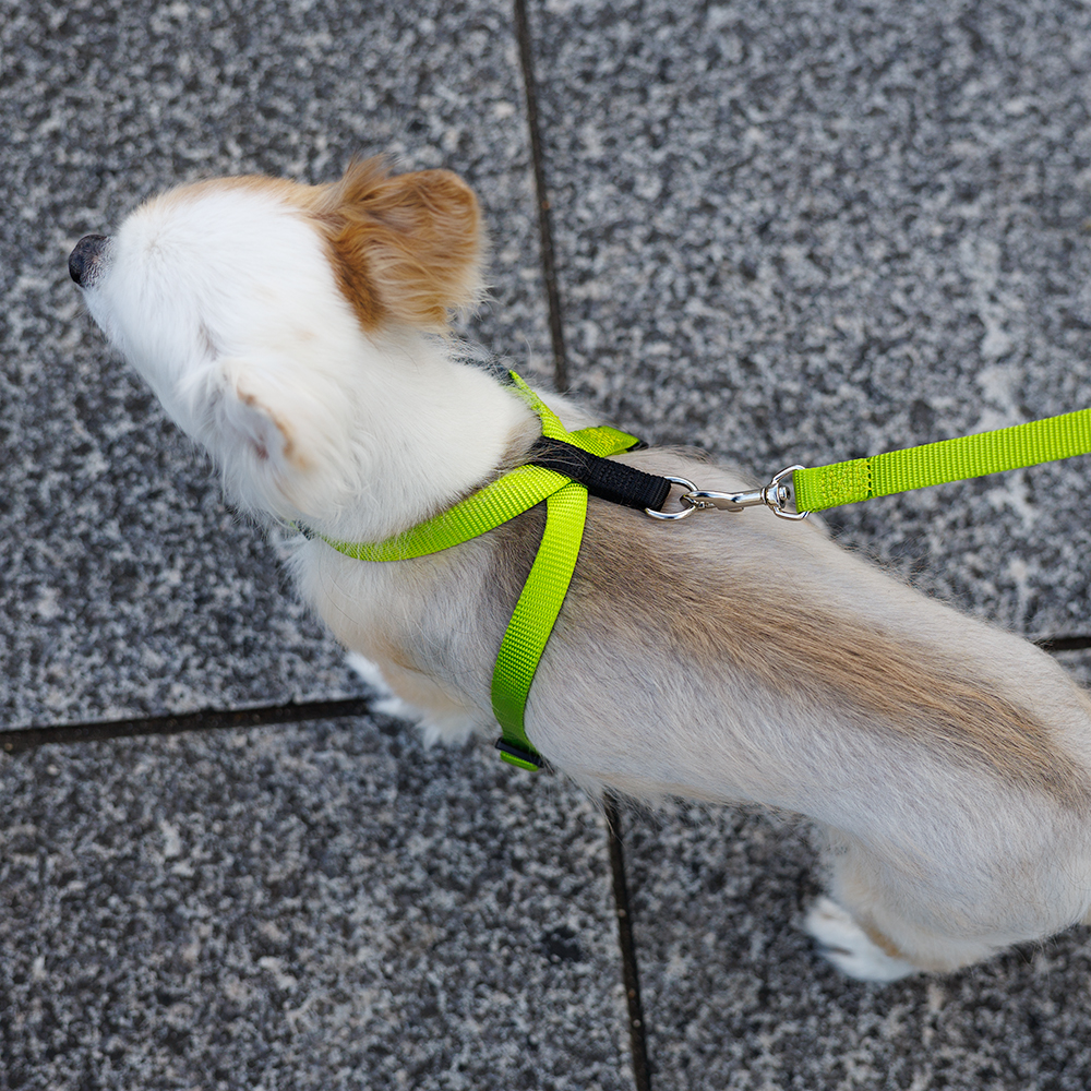 犬 ハーネス ラロック おしゃれ かわいい 着脱簡単 ツービーハーネス ベーシック 超小型犬用・小型犬用胴輪 メール便のみ送料無料 リードは別売 |  | 17