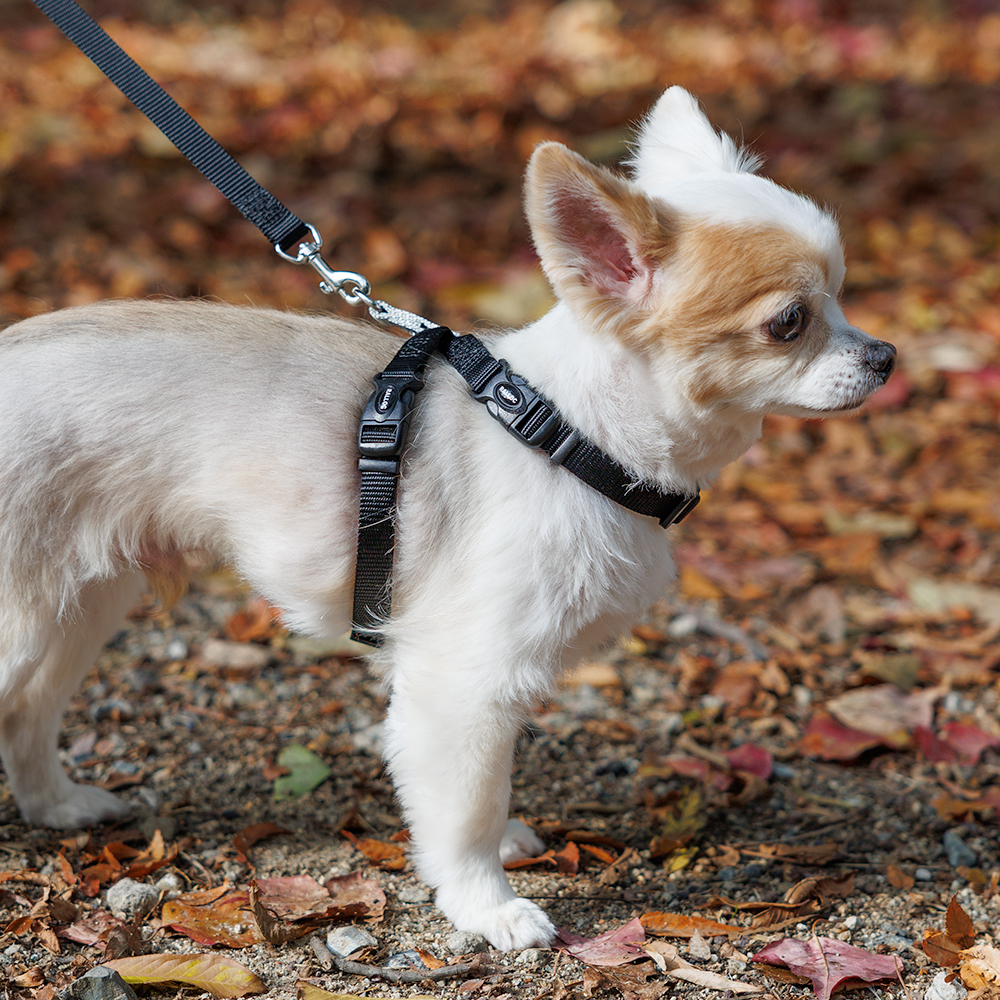 犬 ハーネス ラロック おしゃれ かわいい 着脱簡単 ツービーハーネス ベーシック 超小型犬用・小型犬用胴輪 メール便のみ送料無料 リードは別売 |  | 18