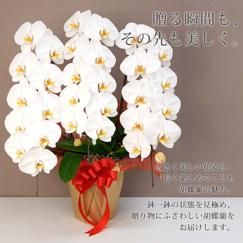 胡蝶蘭 大輪 3本立ち 30輪以上(蕾含む) 選べるラッピング 開店祝い