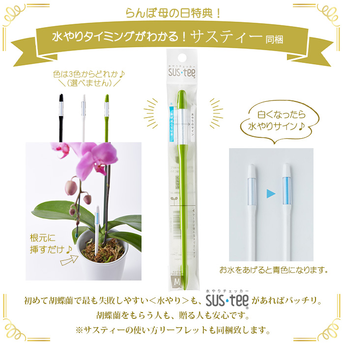 【2026母の日限定】 水分計サスティー付♪ 白大輪胡蝶蘭 ３本立ち 30輪以上 ラッピング付き 送料無料 ギフト プレゼント 花 生花 鉢花 鉢植え [r-m2026-D]の画像