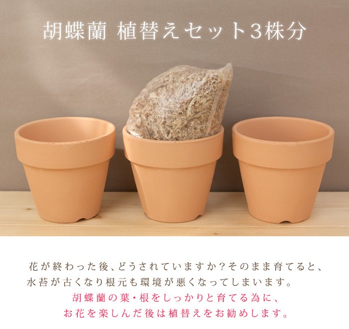 ☆胡蝶蘭 植木鉢 陶器 プラスチック 10個セット - 鉢・プランター
