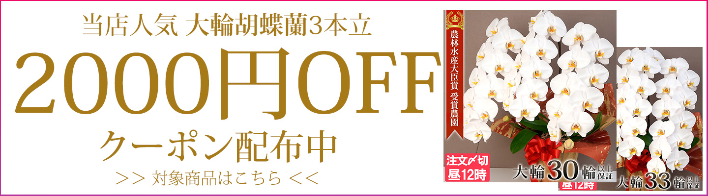 胡蝶蘭専門農園 iファーマーらんぼ - Yahoo!ショッピング