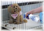 バイオチャレンジ 300ml スプレーボトル 犬 猫 ペット用 除菌 消臭 防ウイルス