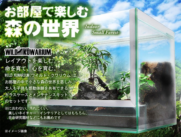 Wild Kuwarium ワイルドクワリウム 飼育ケース App Nextgenrpm Com