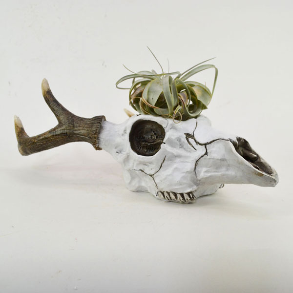 ディアースカルプランター 鹿の角 骸骨 レプリカ 植物 鉢 : ラタン