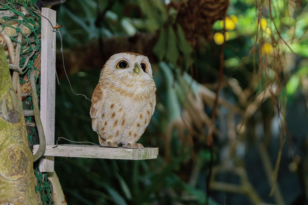 モリフクロウ ガーデンオブジェ 梟 ふくろう 鳥 置物 とり : 9i223