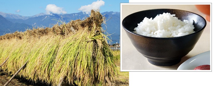 埼玉県産　令和6年度コシヒカリ 白米 10kg コシヒカリ 6年産 10kg (5kg×2) 埼玉県産 検査一等 白米 : 小