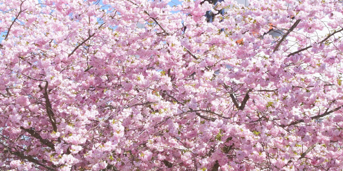 絵画風 壁紙ポスター (はがせるシール式) 満開のさくら 桜 八重桜