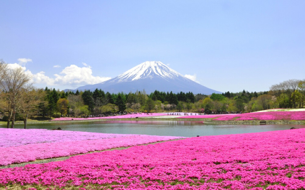 絵画風 壁紙ポスター (はがせるシール式) 富士芝桜 富士山 本栖湖 富士