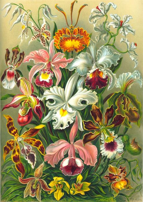 蘭の花 絵画潔子 imgrc0075736841.jpg