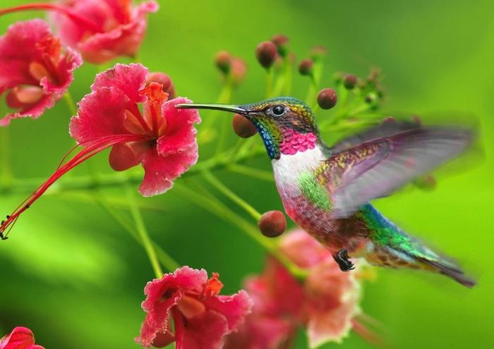 絵画風 壁紙ポスター (はがせるシール式) ハチドリと花の蜜 蜂鳥 世界