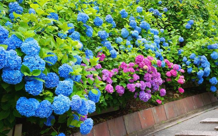 絵画風 壁紙ポスター (はがせるシール式) アジサイ 紫陽花 善峯寺 京都