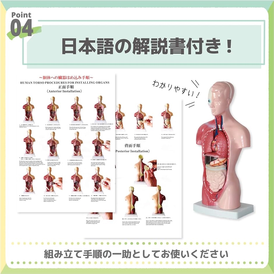 人体模型 おもちゃ 解剖 骨格模型 骨格標本 日本語説明書付属 学習