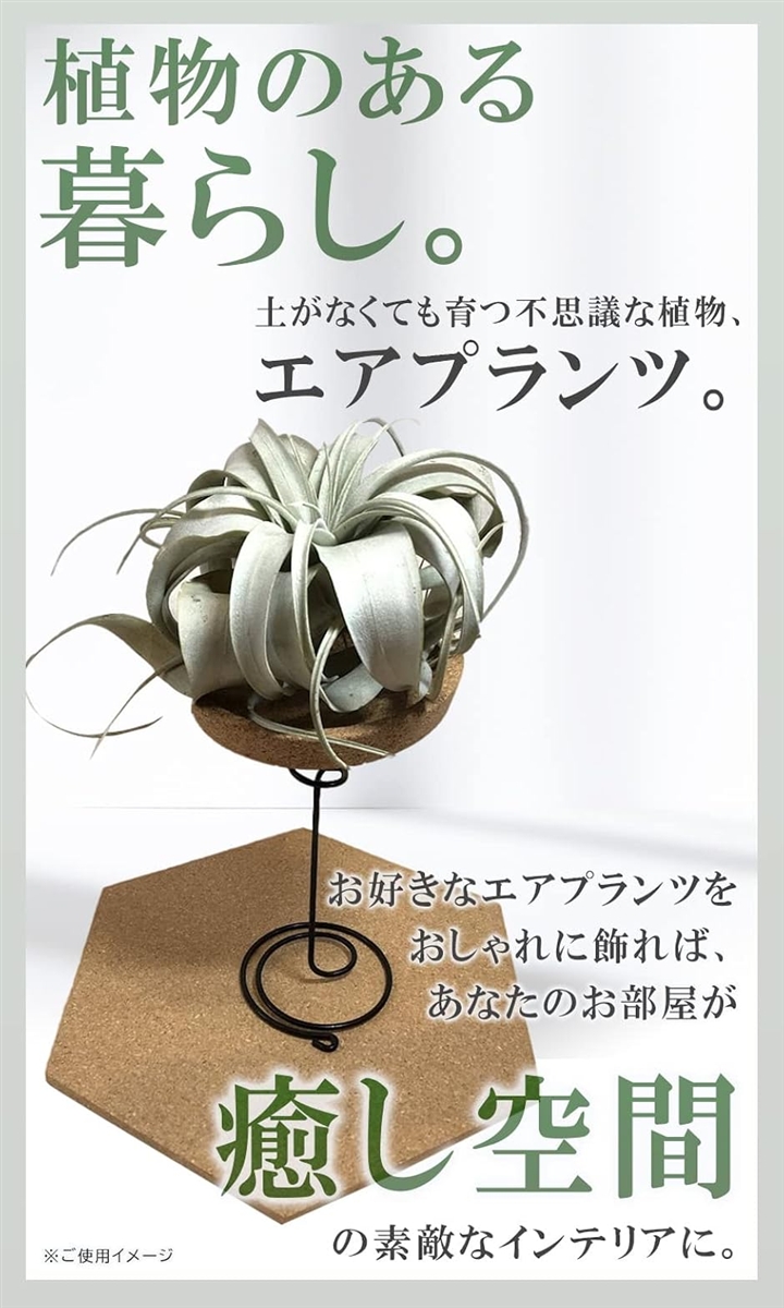 エアプランツ ホルダー スタンド 観葉植物 本...の詳細画像2