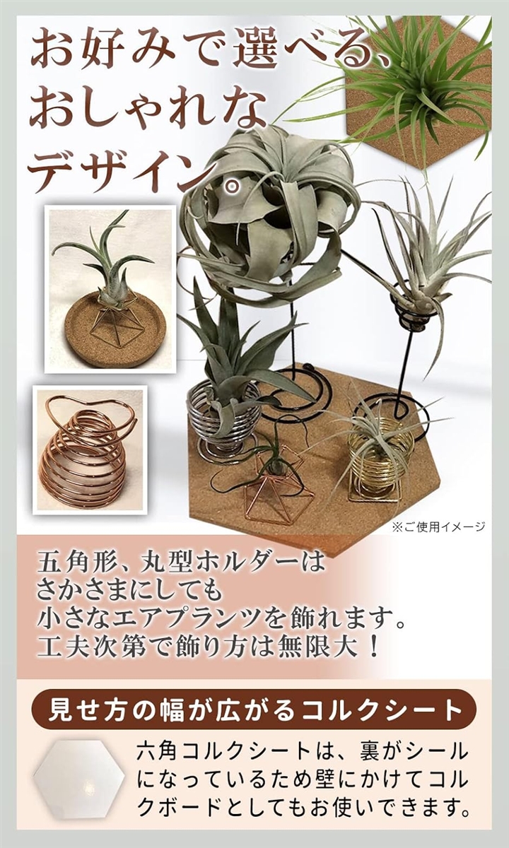 エアプランツ ホルダー スタンド 観葉植物 本...の詳細画像4